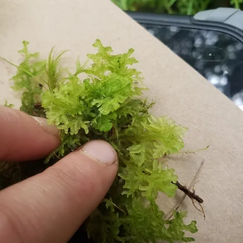 Handsome Woollywort