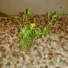 Safflower thumbnail 4