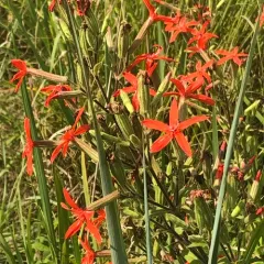 royal catchfly thumbnail 3