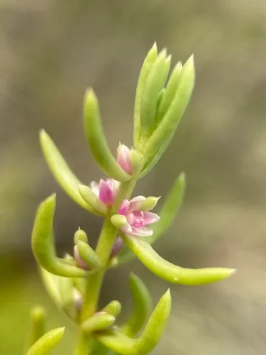Boraxweed