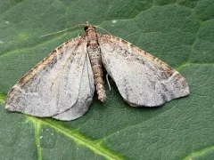 Eulithis flavibrunneata thumbnail 2