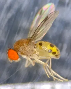 Leucophenga varia thumbnail 2