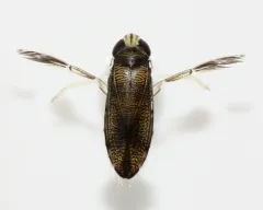 Palmacorixa buenoi thumbnail 3