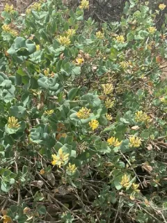 chaparral honeysuckle thumbnail 4