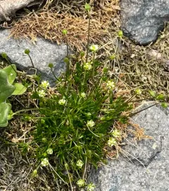 Alpine Pearlwort thumbnail 3