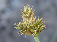 sheep sedge thumbnail 2