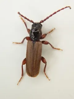 Eastern Larch Borer thumbnail 3