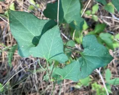 Nightblooming False Bindweed thumbnail 2
