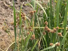 Pale Bulrush thumbnail 4