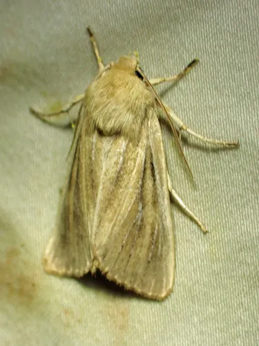 Sand Wainscot