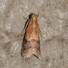 Broad-banded Eulogia Moth thumbnail 3