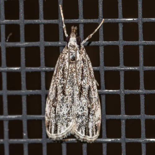 Striped Eudonia Moth