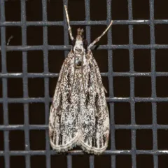 Striped Eudonia Moth thumbnail 1