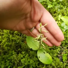 Broad-lipped Twayblade thumbnail 2