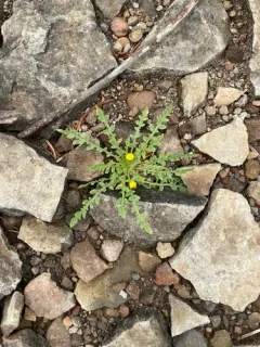 Short-flower Suncup thumbnail 3