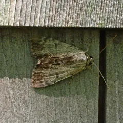 Sordid Underwing thumbnail 4