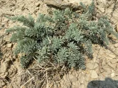 Mojave Seablite thumbnail 2