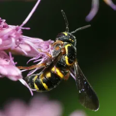 Louisiana Painted-Dark bee thumbnail 2
