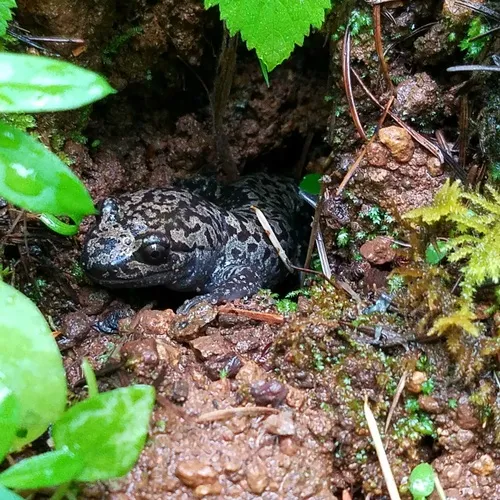 Pacific Giant Salamander