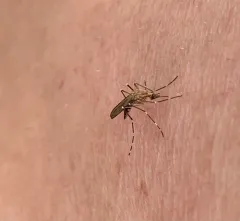 Woodland Pool Mosquito thumbnail 3