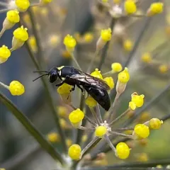 Modest Masked Bee thumbnail 3