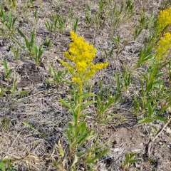 Missouri goldenrod thumbnail 4