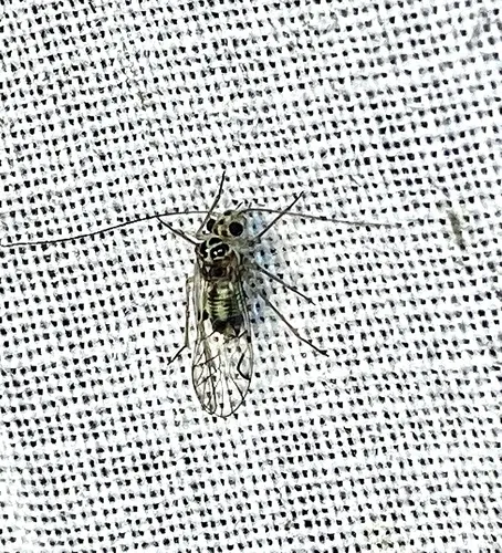 Metylophorus purus