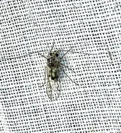 Metylophorus purus thumbnail 1