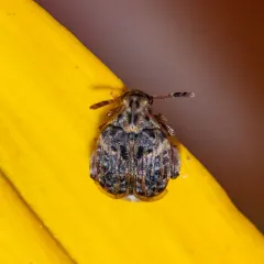 Redbud Seed Weevil thumbnail 1