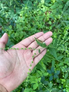 Calycomyza cynoglossi thumbnail 2