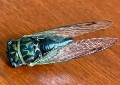 Robinson's Annual Cicada thumbnail 2
