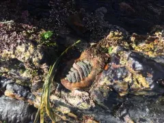 Veiled Chiton thumbnail 3
