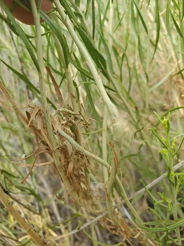 Elliptical Stem Gall Fly