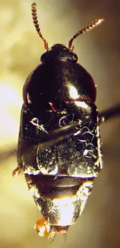 Tachinus picipes thumbnail 1