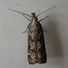 Inverse Dichomeris Moth thumbnail 2