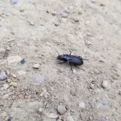 Rain Beetle thumbnail 2