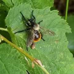 Orange-tailed Laphria thumbnail 2