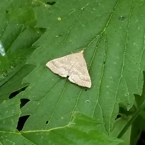 Speckled Snout