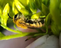 Goldenrod Cellophane Bee thumbnail 1
