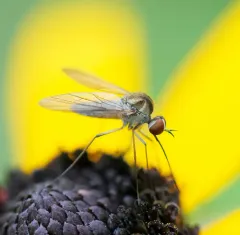 Bald Bee Fly thumbnail 3