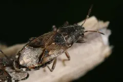 Heterogaster behrensii thumbnail 1