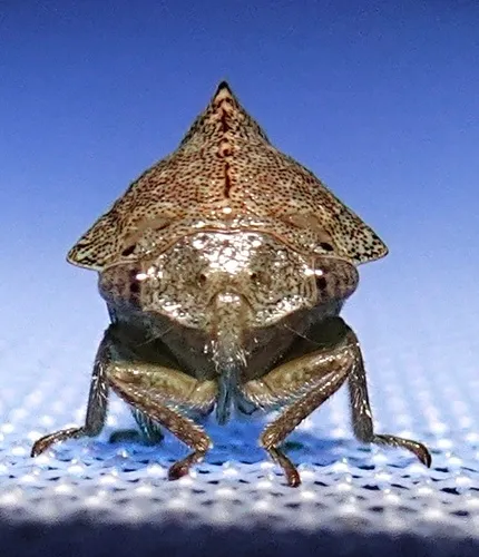 Telamona vestita