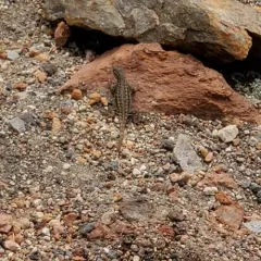 Common Sagebrush Lizard thumbnail 3