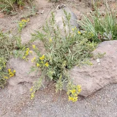 Greene's goldenbush thumbnail 4