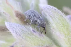Tychius lineellus thumbnail 4