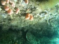 Alcyonium siderium thumbnail 2