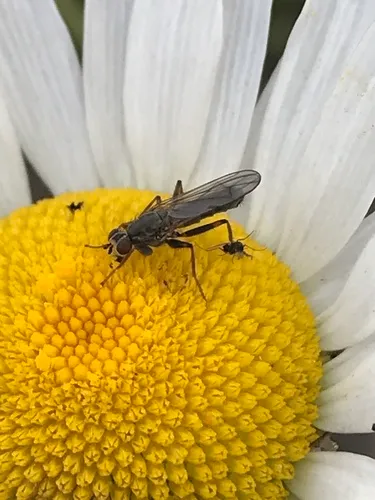 Spaziphora cincta