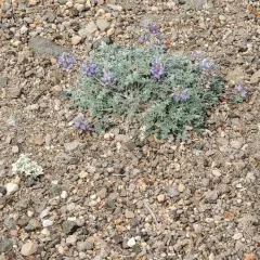 Dwarf Lupine thumbnail 4