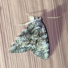 Oldwife Underwing thumbnail 4