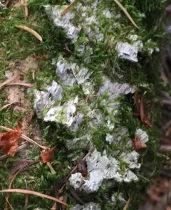 Pycnoporellus alboluteus thumbnail 1